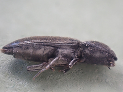 Paracardiophorus