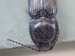 Paracardiophorus
