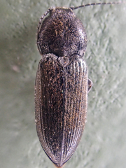 Paracardiophorus