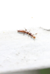 Oligotoma humbertiana