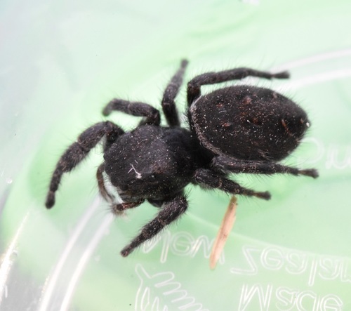 Phidippus cryptus