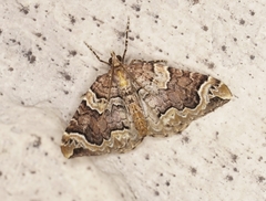 Eulithis xylina