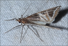 Phrataria transcissata