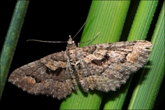 Chrysolarentia plesia