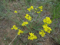 Haplophyllum dauricum