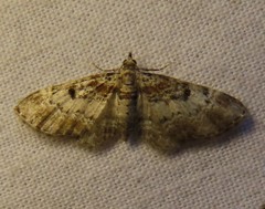 Eupithecia johnstoni