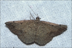 Taxeotis perlinearia