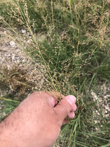 Texas dropseed (Sporobolus texanus)