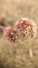 Chorizanthe cuspidata cuspidata