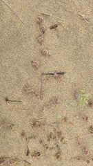 Chorizanthe cuspidata cuspidata