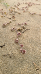 Chorizanthe cuspidata cuspidata