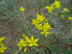 Haplophyllum dauricum