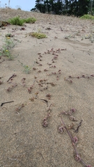 Chorizanthe cuspidata cuspidata