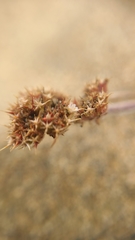 Chorizanthe cuspidata cuspidata