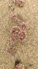 Chorizanthe cuspidata cuspidata