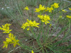 Haplophyllum dauricum