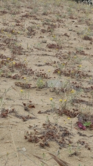 Chorizanthe cuspidata cuspidata