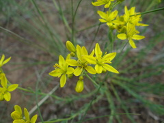 Haplophyllum dauricum
