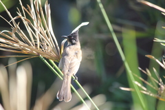 Pycnonotus