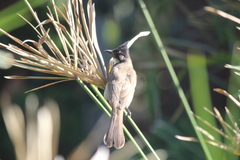 Pycnonotus
