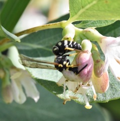 Stenodynerus anormis