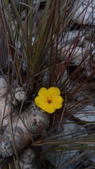 Pachypodium brevicaule image