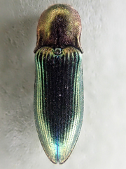 Nitidolimonius
