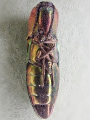 Nitidolimonius