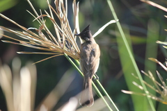 Pycnonotus