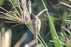 Pycnonotus