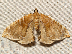 Eulithis molliculata