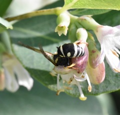 Stenodynerus anormis