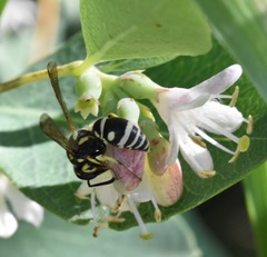 Stenodynerus anormis
