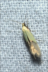 Opogona protodoxa
