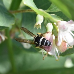 Stenodynerus anormis