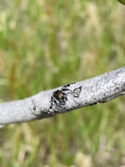 Phidippus asotus