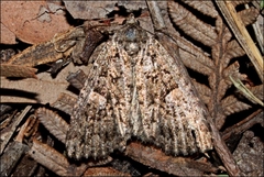 Condica macrosema