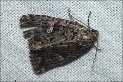 Condica macrosema