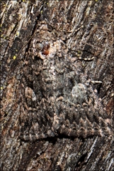 Condica macrosema
