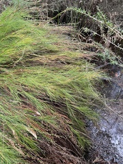 Baloskion tetraphyllum