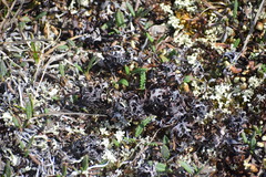 Masonhalea richardsonii