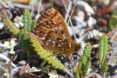 Boloria polaris