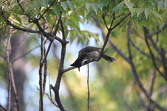 Pycnonotus cafer × jocosus