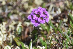 Cardamine purpurea