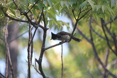 Pycnonotus cafer × jocosus