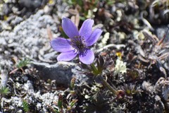Pulsatilla multiceps