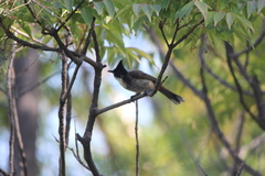 Pycnonotus cafer × jocosus