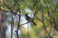 Pycnonotus cafer × jocosus