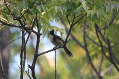 Pycnonotus cafer × jocosus