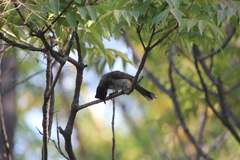 Pycnonotus cafer × jocosus